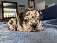 French Bulldog Puppies for sale in Vista, California. price: $4,000
