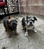 French Bulldog Puppies for sale in Fontana, California. price: NA