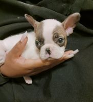French Bulldog Puppies for sale in Denver, CO 80239, USA. price: $2,000