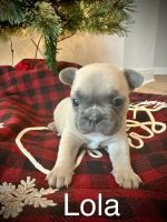 French Bulldog Puppies for sale in Rochester Hills, Michigan. price: $2,500
