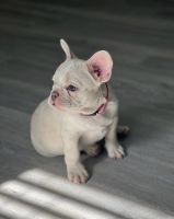 French Bulldog Puppies for sale in Inverness, FL, USA. price: $3,000