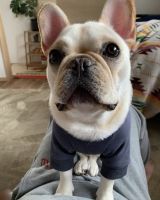 French Bulldog Puppies for sale in Adrian, Georgia. price: $1,500