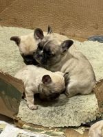 French Bulldog Puppies for sale in Hayward, CA, USA. price: $2,500