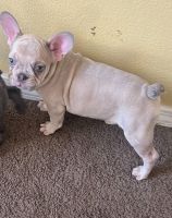French Bulldog Puppies for sale in Palmdale, CA, USA. price: $1,200