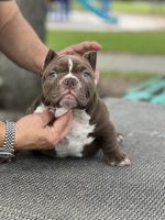 French Bulldog Puppies for sale in 7329 NW 56th St, Miami, FL 33166, USA. price: $3,000