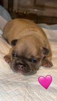 French Bulldog Puppies for sale in Knox, Indiana. price: $3,000
