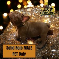 French Bulldog Puppies for sale in Longview, Texas. price: $2,500