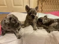 French Bulldog Puppies for sale in Hartford, Connecticut. price: $4,000