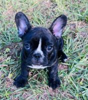 French Bulldog Puppies for sale in Sebring, FL, USA. price: NA