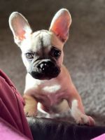 French Bulldog Puppies for sale in University Place, Washington. price: NA