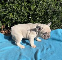 French Bulldog Puppies for sale in Lawrenceville, Georgia. price: $2,500