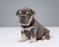 French Bulldog Puppies for sale in Lake Los Angeles, California. price: $3,000