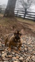 French Bulldog Puppies for sale in Monroe, GA, USA. price: $2,500
