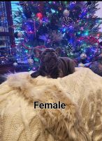 French Bulldog Puppies for sale in Bloomington, Indiana. price: $2,000