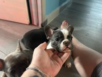 French Bulldog Puppies for sale in Newark, Delaware. price: $5,000
