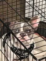 French Bulldog Puppies for sale in Hesperia, California. price: $1,000
