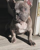 French Bulldog Puppies for sale in San Diego, California. price: $2,500