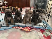 French Bulldog Puppies for sale in Lockport, New York. price: $2,500