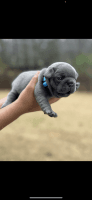 French Bulldog Puppies for sale in Snellville, Georgia. price: $3,300