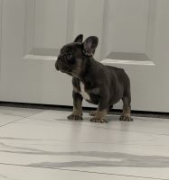 French Bulldog Puppies for sale in Lancaster, CA, USA. price: $1,400