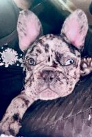 French Bulldog Puppies for sale in Pollock Pines, California. price: $3,500