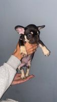 French Bulldog Puppies for sale in Capitol Heights, Maryland. price: $2,800