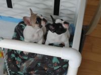 French Bulldog Puppies for sale in Burlington, Vermont. price: $6,000