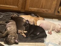 French Bulldog Puppies for sale in Woodbury, Minnesota. price: $6,500