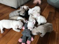 French Bulldog Puppies for sale in Sedalia, Missouri. price: $2,800