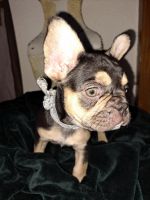 French Bulldog Puppies for sale in Rockford, Illinois. price: $1,500