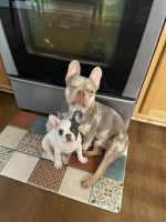 French Bulldog Puppies for sale in Jacksonville, Florida. price: $2,999