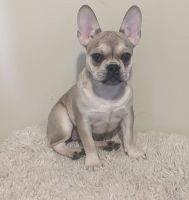 French Bulldog Puppies for sale in Poughkeepsie, NY, USA. price: $1,000