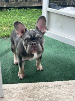 French Bulldog Puppies for sale in Port St. Lucie, Florida. price: $2,100