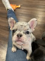 French Bulldog Puppies for sale in Collins, Mississippi. price: NA
