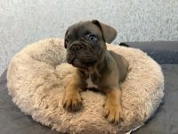 French Bulldog Puppies for sale in Princeton, Florida. price: $3,000