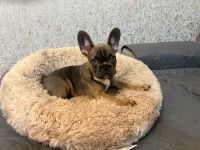 French Bulldog Puppies for sale in Princeton, Florida. price: $3,000