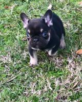French Bulldog Puppies for sale in Summerdale, AL, USA. price: $3,000