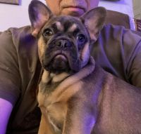 French Bulldog Puppies for sale in Enfield, NH, USA. price: $2,000