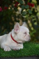 French Bulldog Puppies for sale in Los Banos, California. price: $2,500