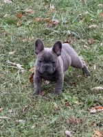 French Bulldog Puppies for sale in Mechanicsville, Virginia. price: $4,400