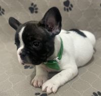 French Bulldog Puppies for sale in Orlando, FL, USA. price: NA