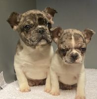 French Bulldog Puppies for sale in Stevensburg, VA 22741, USA. price: $2,000