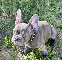 French Bulldog Puppies for sale in Davenport, Florida. price: $3,500