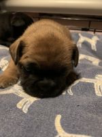 French Bulldog Puppies for sale in Green Bay, Wisconsin. price: $300,000