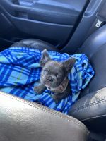 French Bulldog Puppies for sale in Akron, OH, USA. price: $7,000