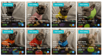 French Bulldog Puppies for sale in Austin, Texas. price: $4,000