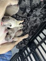 French Bulldog Puppies for sale in Fort Washington, MD, USA. price: $3,200