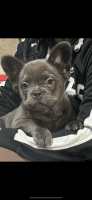 French Bulldog Puppies for sale in Hughson, California. price: $4,000
