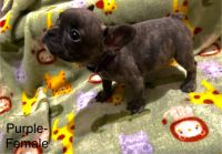 French Bulldog Puppies for sale in Salinas, California. price: $2,000