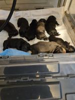 French Bulldog Puppies for sale in Jersey City, NJ, USA. price: $2,500